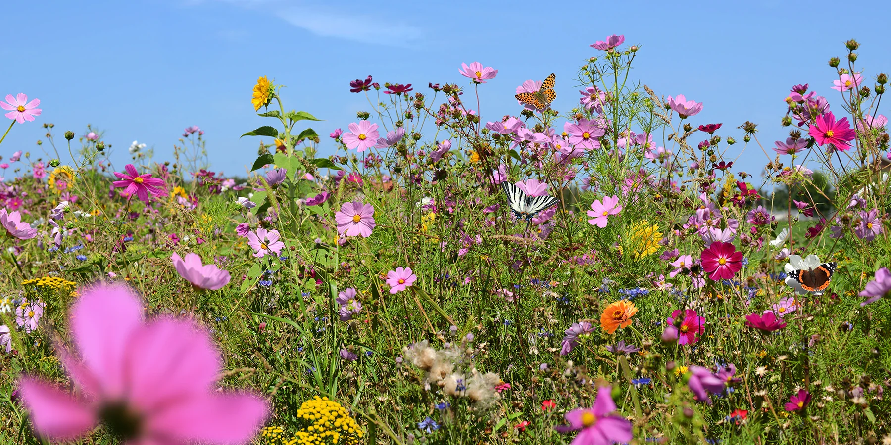 Sublimez Votre Jardin avec Bakker