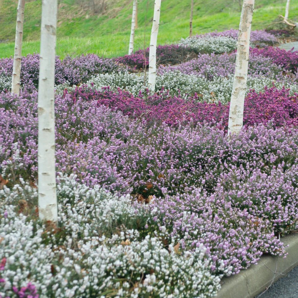 Miniature 1