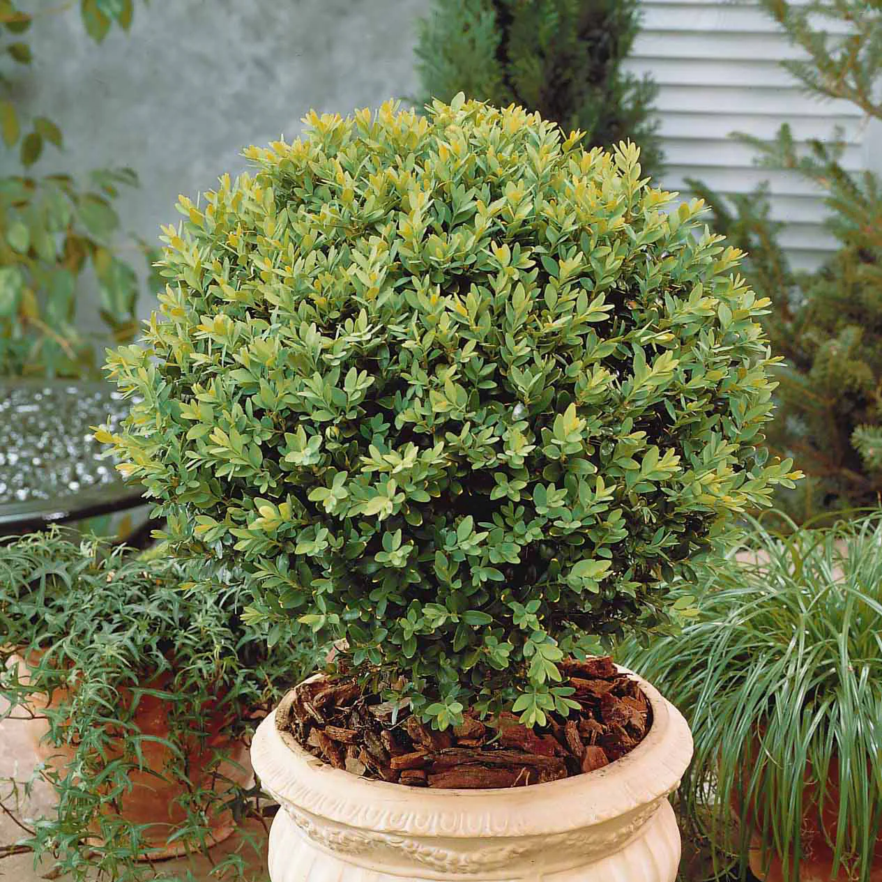 Image du produit 5