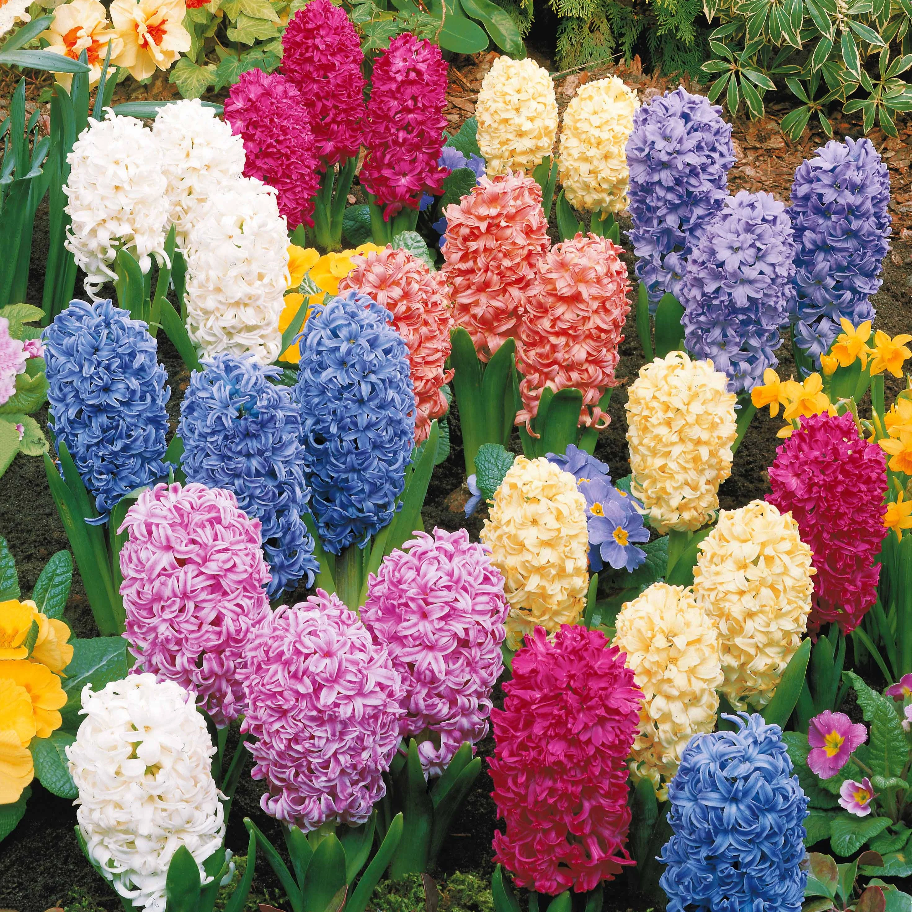 Image du produit 7