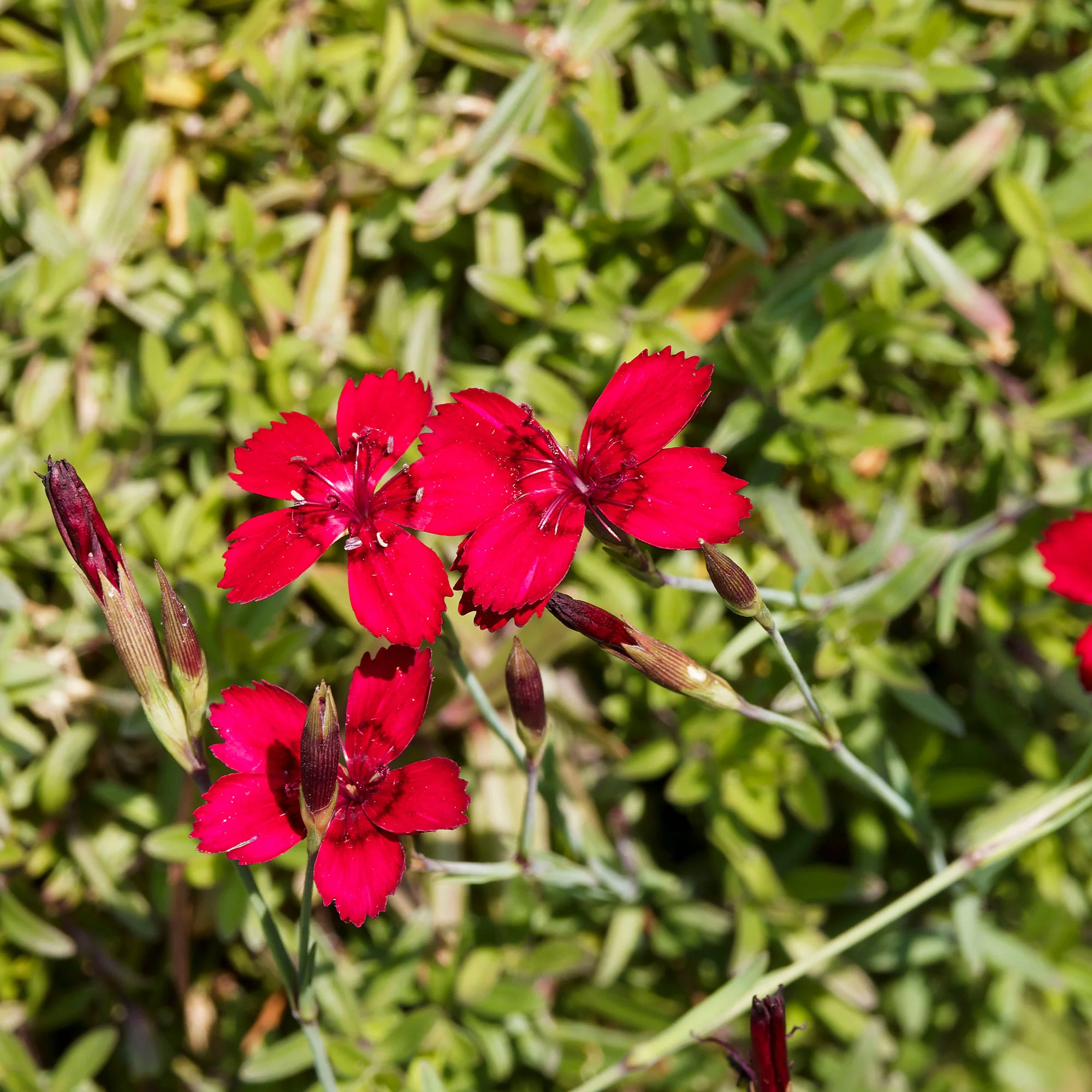 Miniature 1