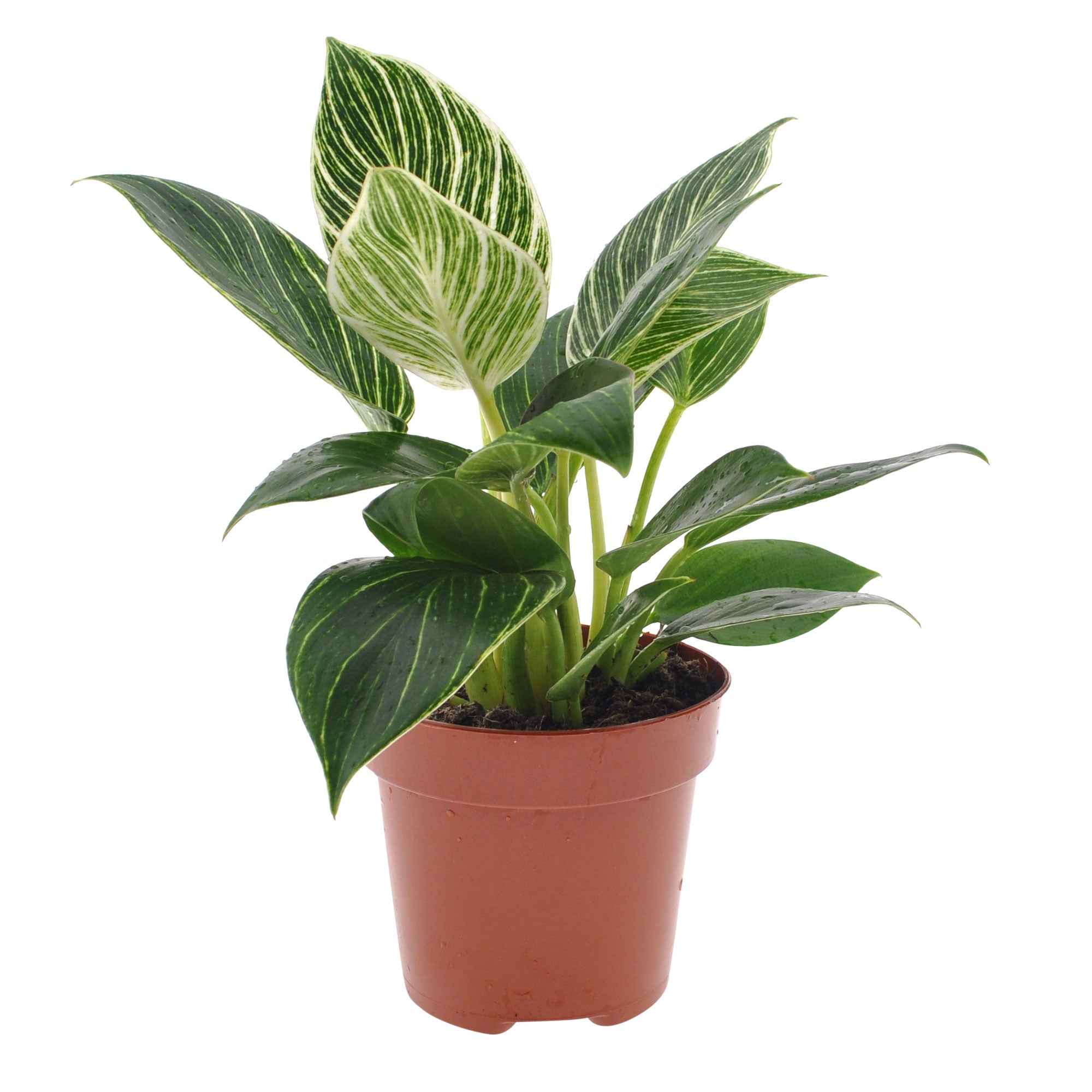 Image du produit 5